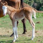 LOTE -200 - ROOSTER PALE FACE (COBERTURAS)