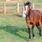 LOTE 002 - JOIA DA CAPIVARA