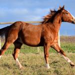 LOTE 021 - JOHN CAT GUN CDA