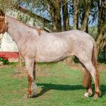 LOTE 016 - JARARACA DA CAPIVARA