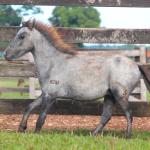 LOTE 003 - CAQUI