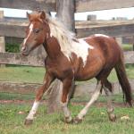 LOTE 010 - SUZI