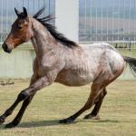 LOTE 005 - BLUE CHICOLENA