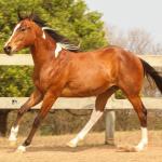 LOTE 020 - IRON POCO GUN YBJ