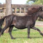 LOTE 020 - PRINCESA