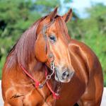 LOTE 025 - DORY RAINBOW