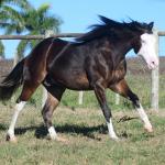LOTE 011 - SEVERUS BOY MIME