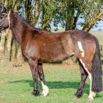 LOTE 013 - BELLE OCASION
