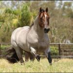 LOTE 100 - METALLIC REY STAR 4M (Coberturas)
