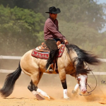 LOTE 041 - TOP GOTTA GUN (Coberturas)