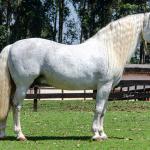LOTE -100 - AMBICIOSO DA ARKAFLA (COBERTURAS)