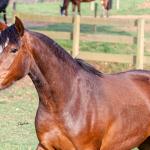LOTE 002 - JOIA DA CAPIVARA