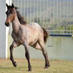 LOTE 022 - JACK PEP KEYS