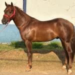 LOTE 018 - SPIRIT HANCOCK