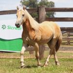 LOTE 006 - CHUCRUTES