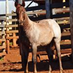LOTE 022 - ZEUS BET CAT CDA