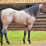 LOTE 300 - BLACKSMITH FAME BG (Coberturas)