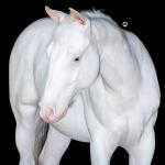 LOTE 010 - WHITE WARRIOR GUN