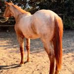 LOTE 010 - PRINCESS JAY KEYS