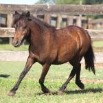 LOTE 008 - NUTELLA