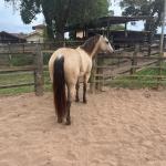 LOTE 021 - EMBRIÃO A EFETIVAR - ALICES GERRIE VT