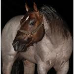 LOTE 100 - METALLIC REY STAR 4M (Coberturas)