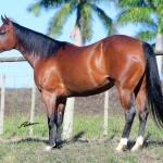 LOTE 004 - MISS JAY TOP
