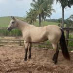 LOTE 021 - EMBRIÃO A EFETIVAR - ALICES GERRIE VT