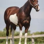 LOTE 006 - NAOMY TOP TOO CODY YBJ