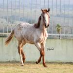 LOTE 007 - JACK KEYS