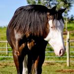 LOTE 011 - SEVERUS BOY MIME