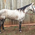 LOTE 001 - BLOND ME A SHINE