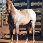 LOTE 022 - ZEUS BET CAT CDA