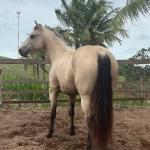 LOTE 021 - EMBRIÃO A EFETIVAR - ALICES GERRIE VT