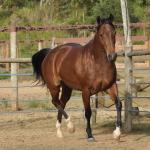 LOTE 004 - MISS JAY TOP