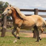 LOTE 006 - CHUCRUTES