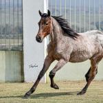LOTE 005 - BLUE CHICOLENA