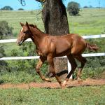 LOTE 020 - KING KAT REY VRA
