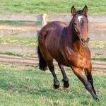 LOTE 011 - NIAZZI TARRAFA