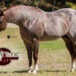LOTE 013 B - FANTASTIC CAT (Coberturas)