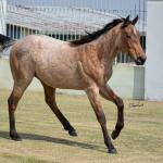 LOTE 019 - GAUCHO HICKORY