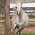 LOTE 012 - BELA