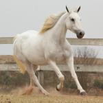 LOTE 007 - KEENNESS BONSMAL