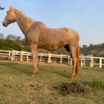 LOTE 007 - FAST IN COUNTRY PDL