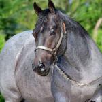 LOTE 003 - BLUE BOONSMAL (Coberturas)