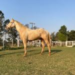 LOTE 016 - BUENO PEPPYS BOY LLB