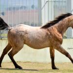 LOTE 019 - GAUCHO HICKORY
