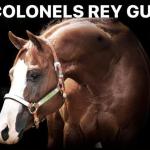 LOTE 012 - COLONELS REY GUN (Coberturas)