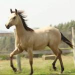 LOTE 004 - LUFTY JAY GUN DU VAL