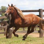 LOTE 009 - GALANTE